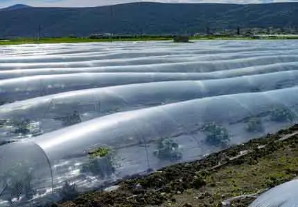 高分子安定剤の農業への応用